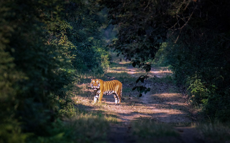 Dudhva National Park 1 Night 2 Days