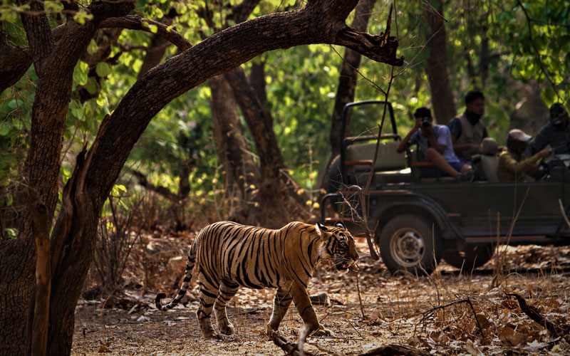 Nainital Jim Corbett 3 Night 4 Days